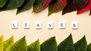 flat-lay-composition-leaves-with-leaves-word-white-cubes_23-2148831203