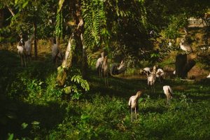 landscape-forest-covered-greenery-with-pelicans-standing-ground-sunlight_181624-16435