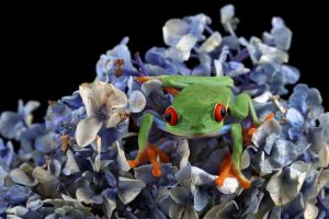 redeyed-tree-frog-agalychnis-callidryas-closeup_488145-341